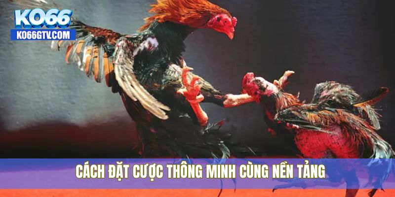 Cách đặt cược thông minh cùng nền tảng