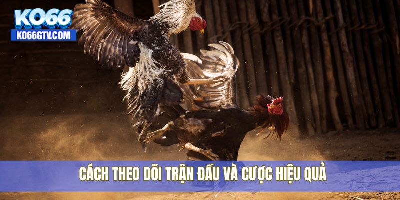 Cách theo dõi trận đấu và cược hiệu quả