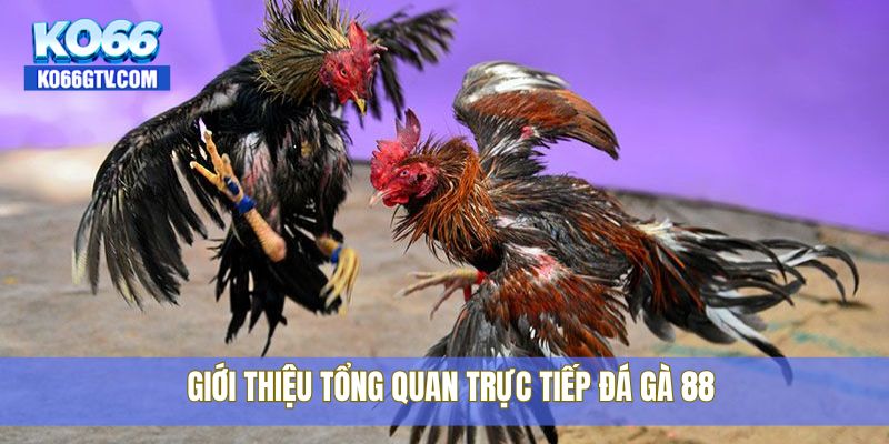 Giới thiệu tổng quan trực tiếp đá gà 88