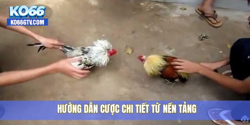 Hướng dẫn cược chi tiết từ nền tảng