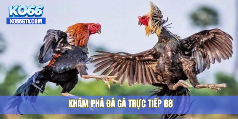 Khám phá đá gà trực tiếp 88