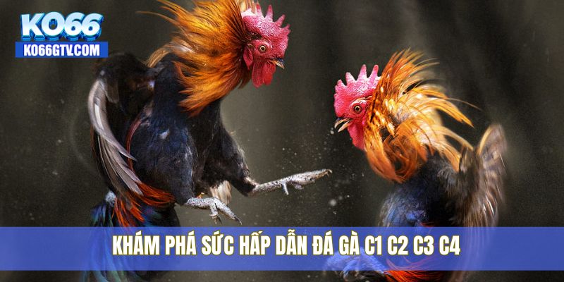Khám phá sức hấp dẫn đá gà c1 c2 c3 c4