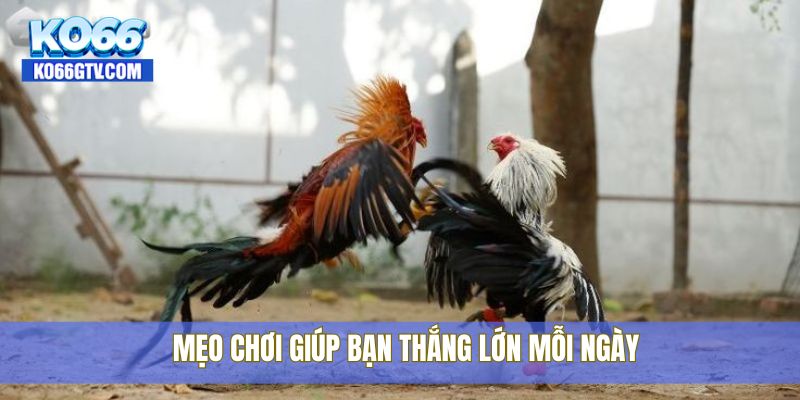 Mẹo chơi giúp bạn thắng lớn mỗi ngày