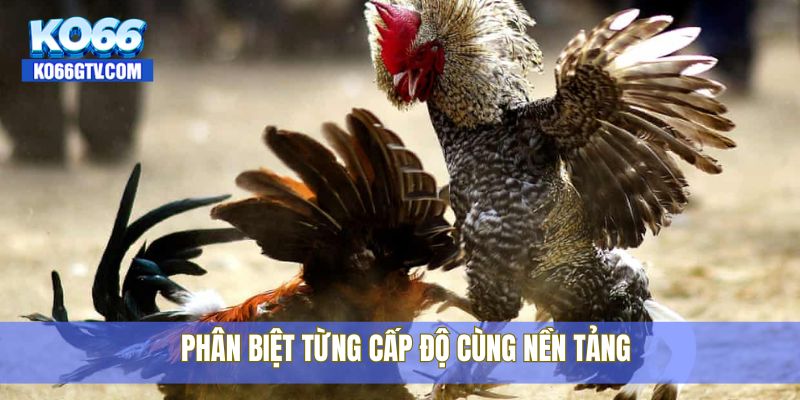Phân biệt từng cấp độ cùng nền tảng