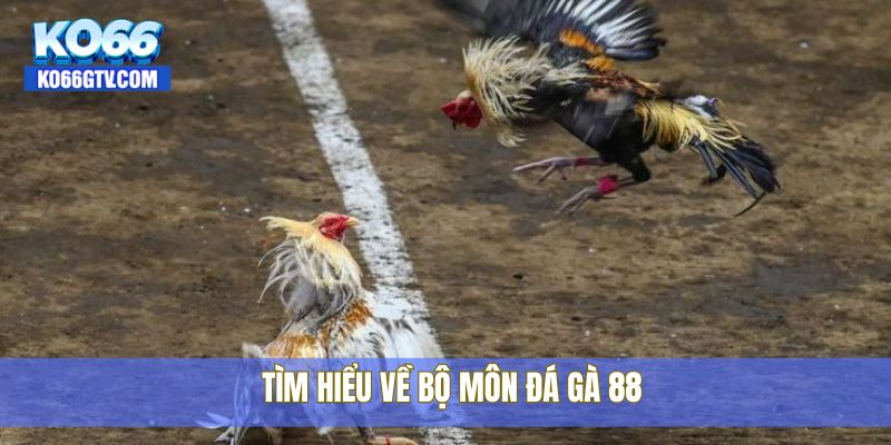 Tìm hiểu về bộ môn đá gà 88