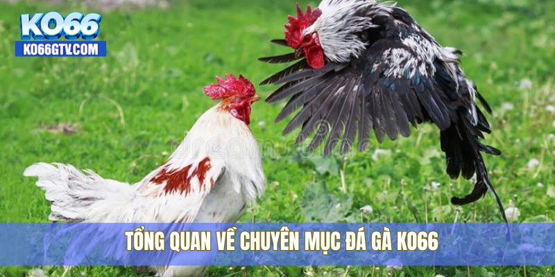 Tổng quan về chuyên mục đá gà KO66